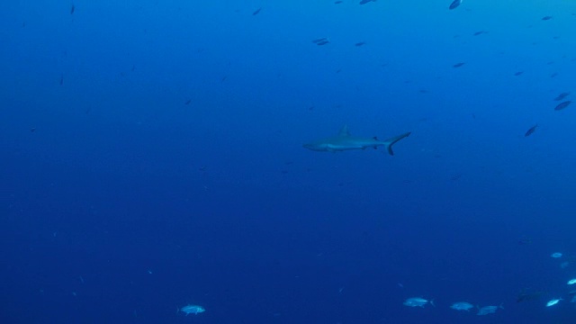 帕劳深海中的黑鳍鲨视频素材