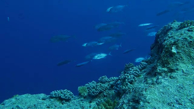 海底的鲹鱼群视频素材
