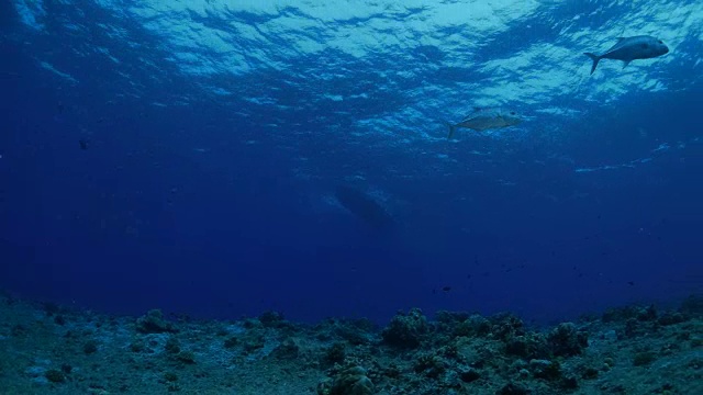 海底的一对鲹鱼视频素材