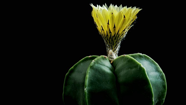 盛开的仙人掌花Astrophytum myrio柱头4K视频素材