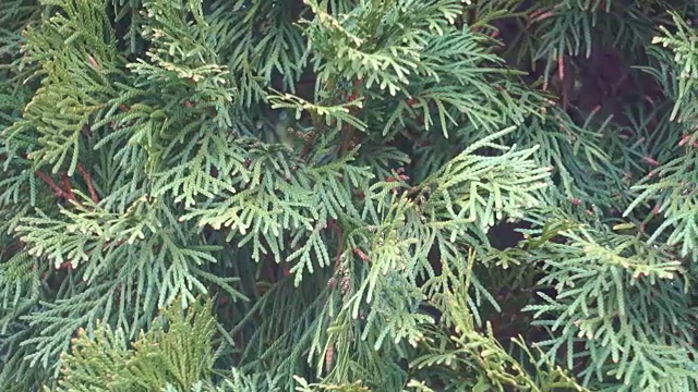 柳树枝具鲜绿针。视频素材