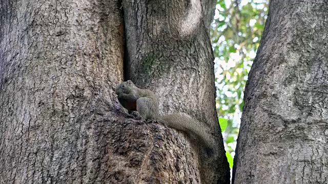 小松鼠在树上吃视频素材