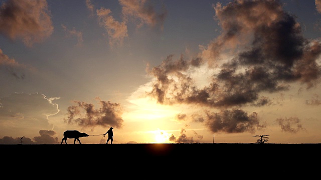 清晨，农民走在他们的水牛前面的剪影场景。视频素材
