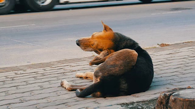 无家可归的棕黑狗躺在泰国街头视频素材