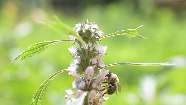 正在开花的益母草上有一只蜜蜂视频下载