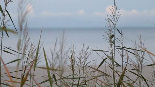 海鸥和海滩视频下载