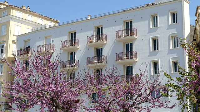 希腊科孚岛Kerkyra镇的一棵粉红色的树的特写。视频下载