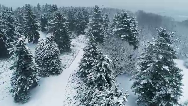 无人机在冬季公园上空飞行。基辅国家植物园，乌克兰视频素材