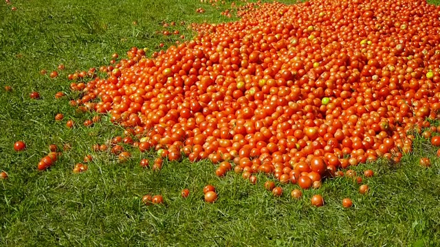 红色的西红柿躺在草地上视频下载