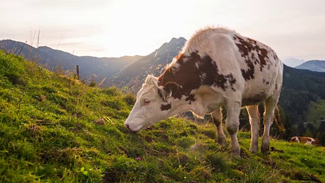 奶牛在高山上的牧场上吃草视频素材