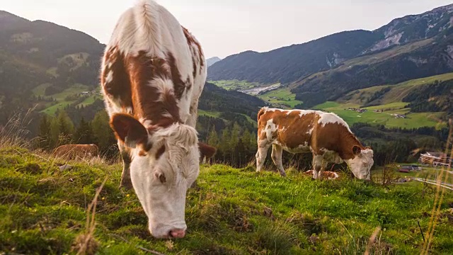 奶牛在高山上吃草视频素材