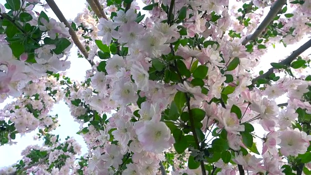 春天的花枝视频下载