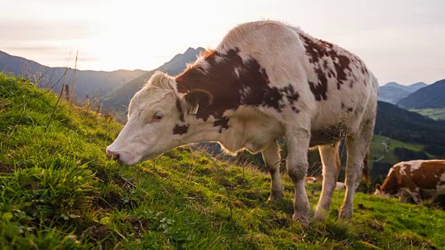 日落时在草地上吃草的牛视频素材