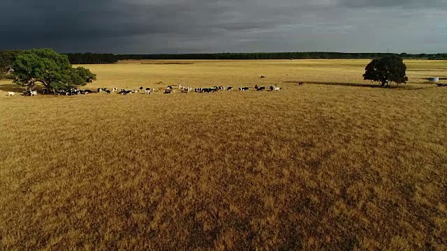 4k无人机POV，牛在金色牧场和风暴云视频下载