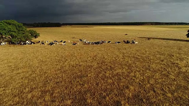 4k无人机POV，牛在金色牧场和风暴云视频下载