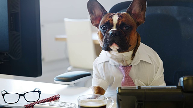 一只法国斗牛犬在办公室里对着镜头工作视频素材
