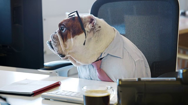 英国斗牛犬坐在办公桌前工作视频下载