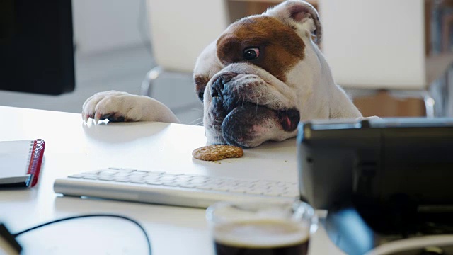 一只斗牛犬试图去够办公室桌上的一块饼干视频下载