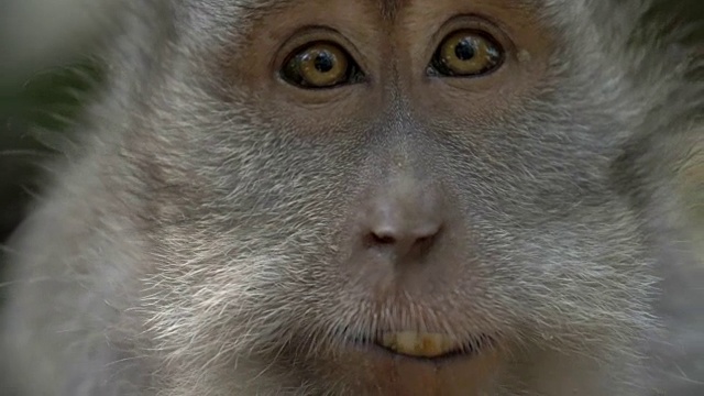 这是一只猕猴的近距离镜头，猴子的眼睛在四处张望视频下载