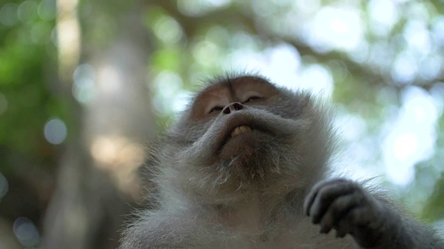一只猕猴正在检查自己的手视频下载