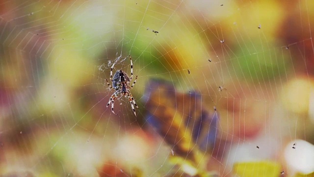 秋天里，一只蜘蛛坐在它的网里视频素材
