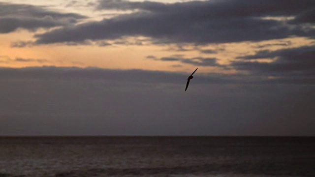 日落时，鸟儿飞过海洋视频下载