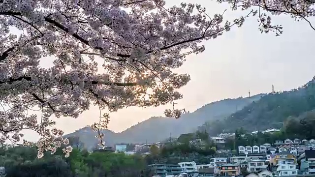4K时间推移-樱花树与日本山村景观视频下载