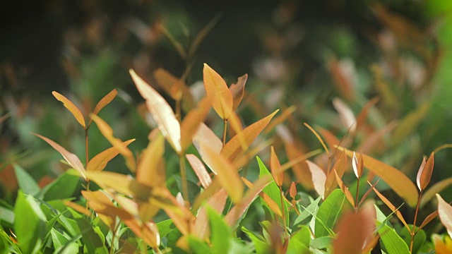 清新的枝叶在风中，自然背景，4K Dci分辨率视频下载