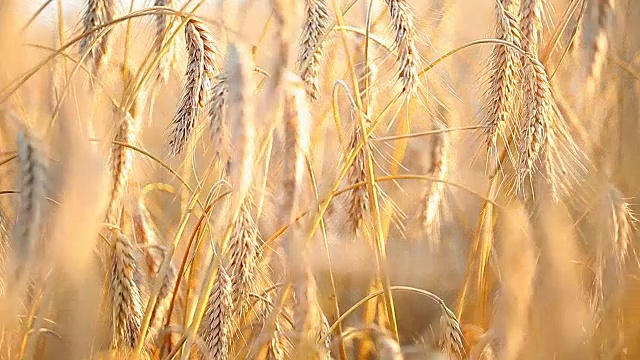 太阳照亮了一片成熟的麦地视频素材