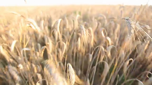 太阳照亮了一片成熟的麦地视频素材