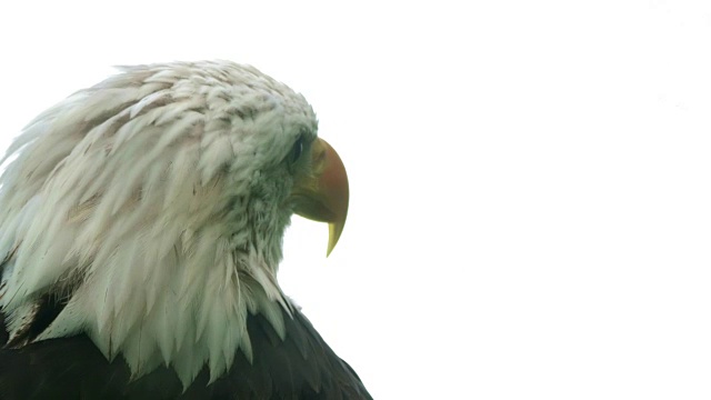 美国白头鹰的肖像视频素材
