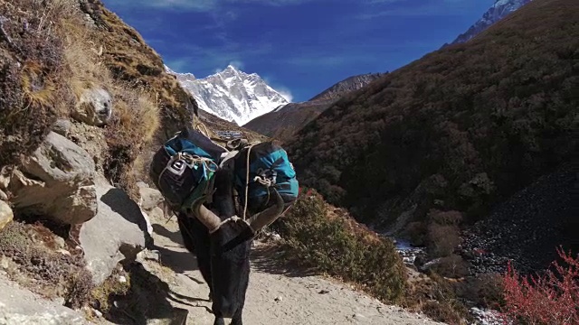 牦牛为徒步探险在山口运输货物。尼泊尔萨加玛塔国家公园视频素材
