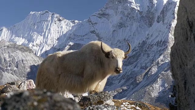 尼泊尔喜玛拉雅山脉的白牦牛。白雪覆盖的顶部是背景。替身拍摄视频素材