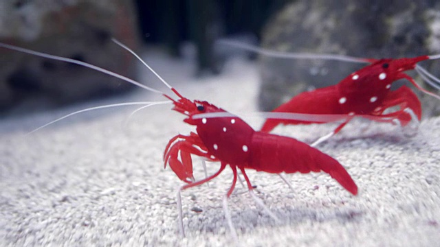 血红火虾的肖像。视频下载