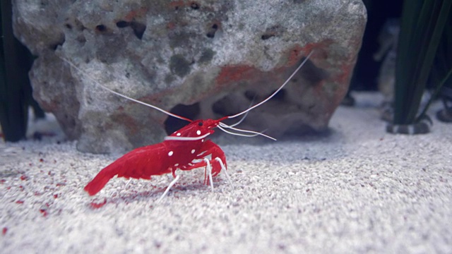 血红火虾的肖像。视频下载