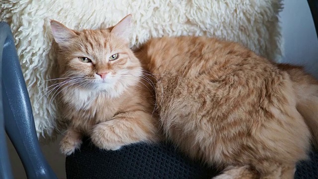 可爱的姜黄色的猫躺在椅子上。毛茸茸的宠物打盹在黑色的织物底部视频下载