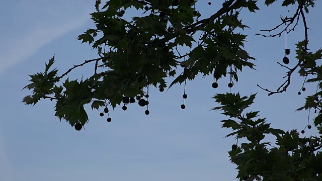 鸟靠挂在树上的球飞视频下载