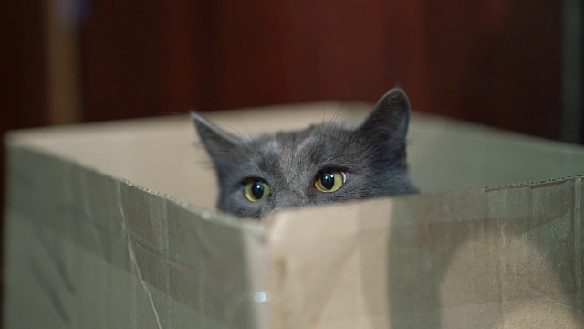 猫的身体语言。受惊的猫坐在盒子里放下耳朵。视频素材