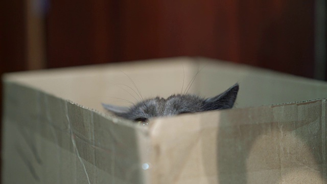 猫的身体语言。受惊的猫坐在盒子里放下耳朵。视频素材
