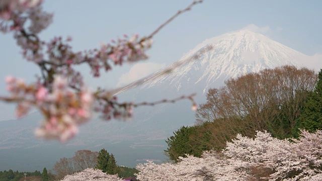 富士山上樱花盛开(焦点转换)视频素材