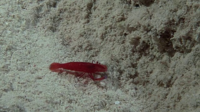 在红海水下的清洁虾。视频素材