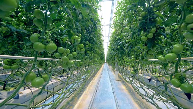 温室里种满了西红柿。视频素材