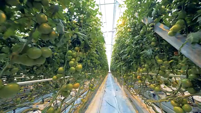一个温室的天花板和西红柿种植园正在培育的底部视图视频素材