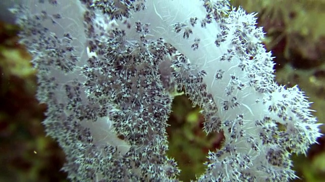 软珊瑚水下背景海洋景观在红海。视频素材