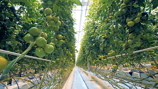 温室里满是未成熟的西红柿和阳光视频素材