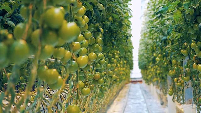 一簇簇未成熟的西红柿正在绿色植物中培育视频素材