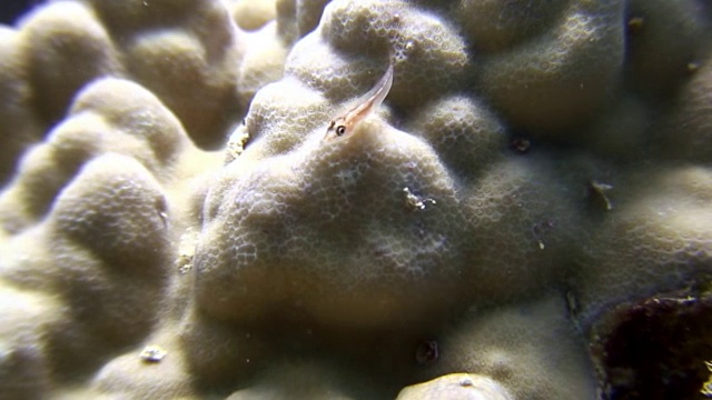 珊瑚水下背景海洋景观在红海。视频素材