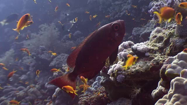 在红海水下寻找食物的鱼群。视频下载