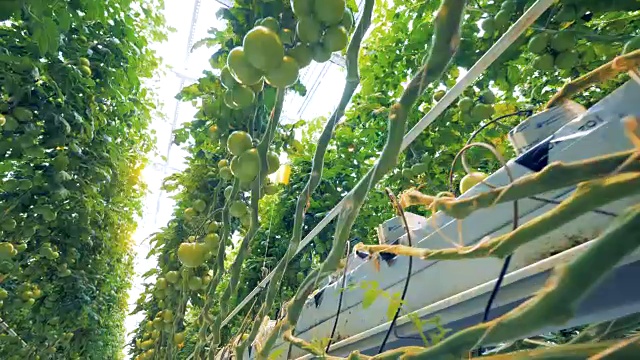一个种植西红柿的种植园的一边在一个绿色植物从负面的观点视频素材