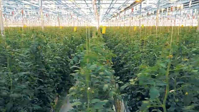 在宽敞的温室里种植西红柿幼苗的种植园视频素材